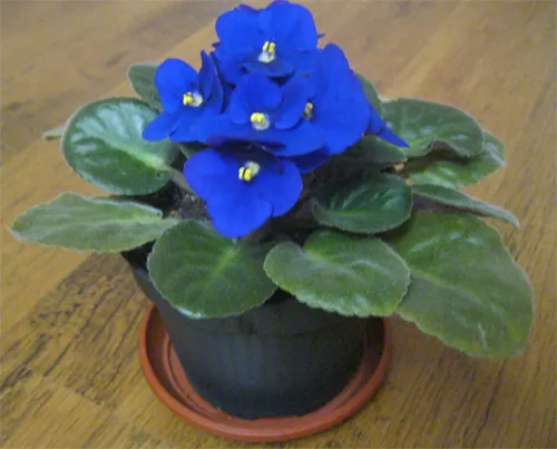 fialka uzumbarskaya 1