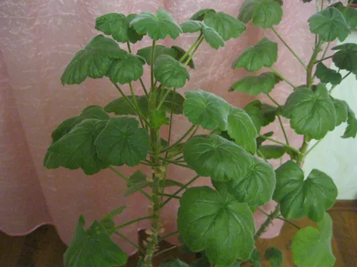 pelargoniya domashnyaya 2