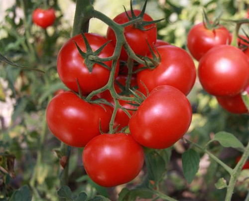 pomidory vyrashchivanie 1