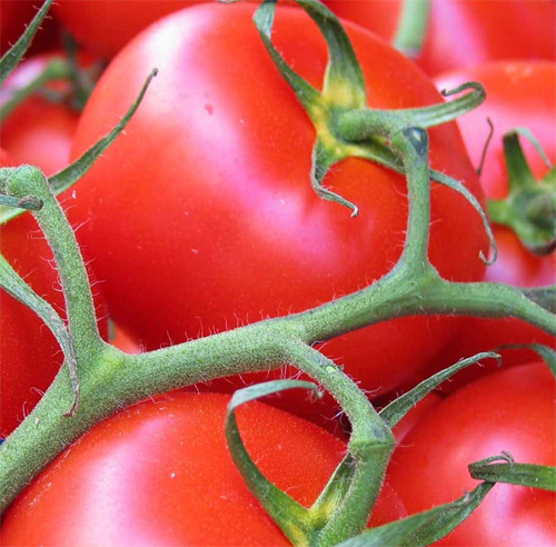 pomidory vyrashchivanie 9