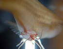 Черви камалланиды у аквариумных рыб