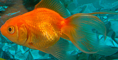 Золотая рыбка (Goldfish)