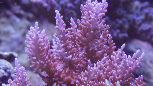 Коралл Акропора (Acropora) в аквариуме.