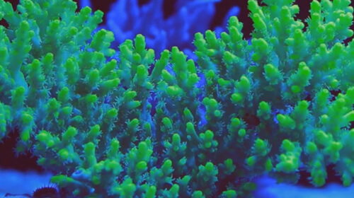 SPS коралл Акропора (Acropora) в аквариуме.