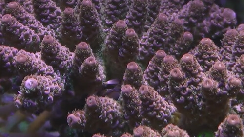 Акропора (Acropora) в морском рифовом аквариуме.