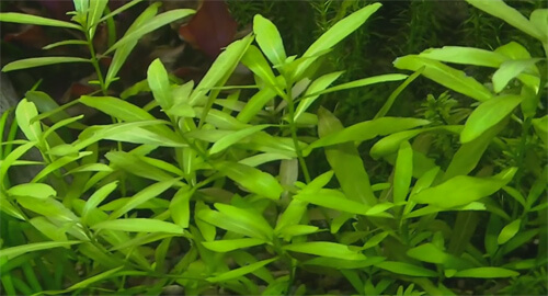 Гигрофила многосеменная. Содержание растения Гигрофилы многосеменной в аквариуме.