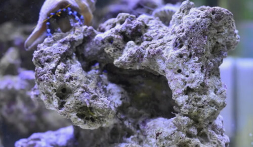 Добавление живых камней в морской аквариум