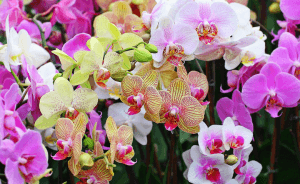 комнатные орхидеи