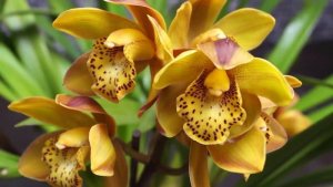 орхидея цибридиум
