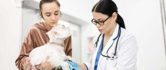Плазмотерапия в ветеринарии