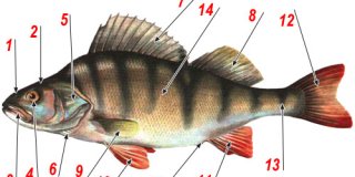 Анатомия рыбы - строение тела рыбы на примере речного окуня.